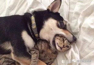 狗子爆料周冬雨视频播放,揭秘幕后故事